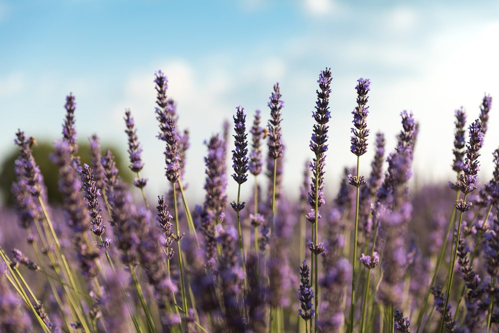 lavender essential oils for anxiety