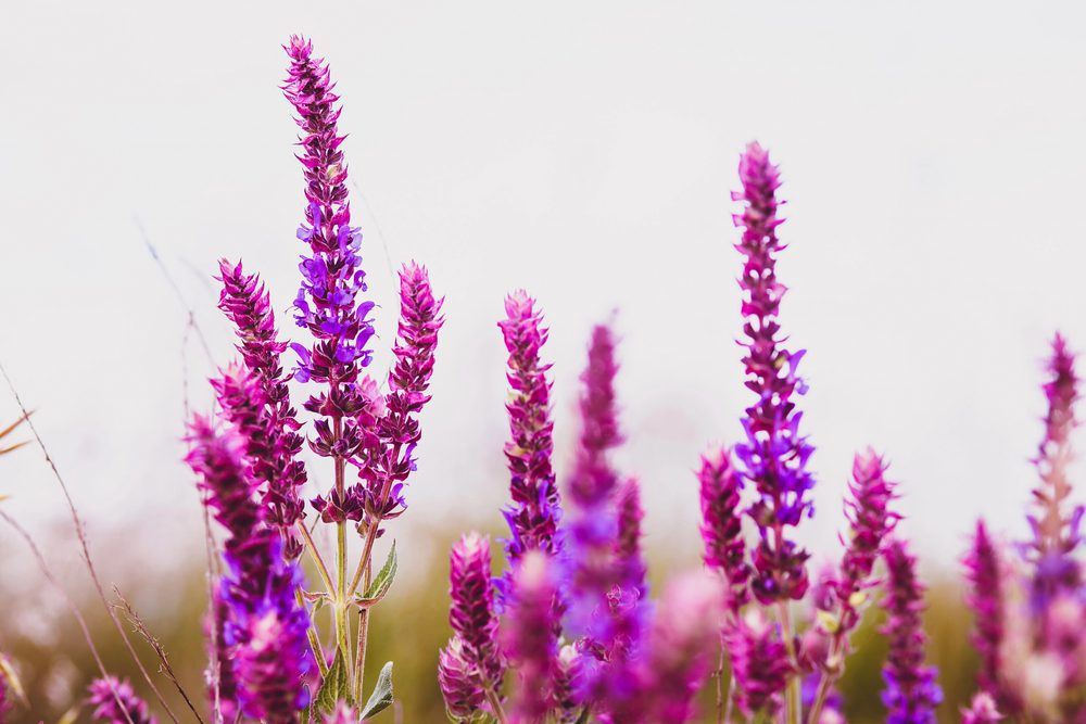 Clary sage essential oil for anxiety