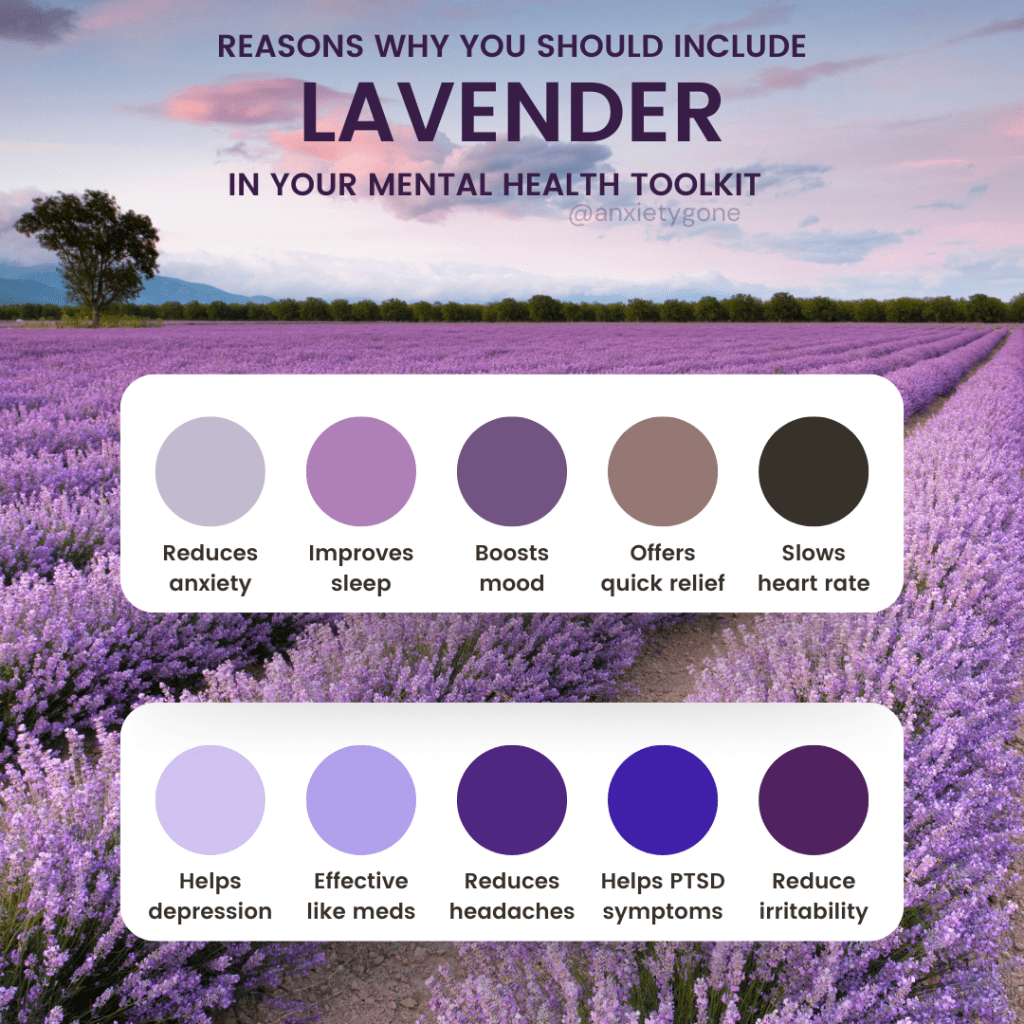 lavender benefits for anxiety