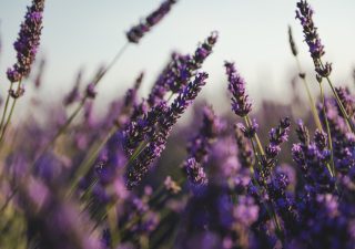 lavender oils from the lavender plant for anxiety benefits