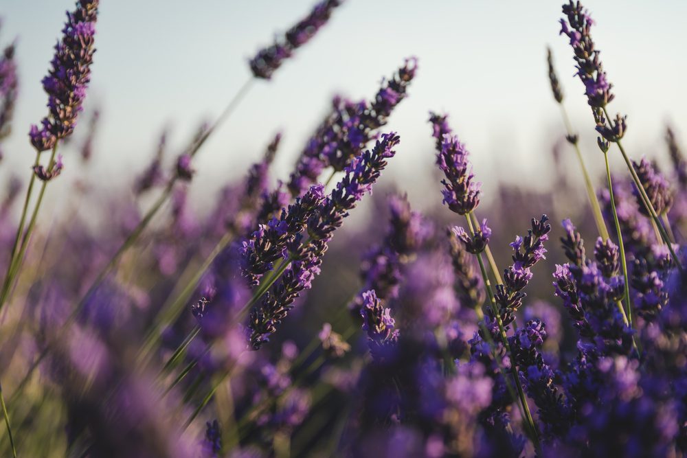 lavender oils from the lavender plant for anxiety benefits