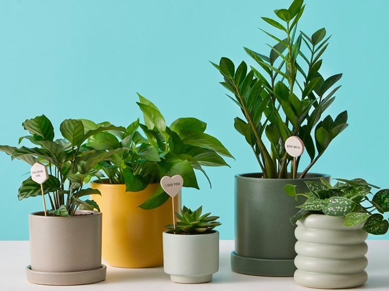 anxiety plants, houseplants for anxiety, houseplants for depression, houseplants for mental health, plants for mental health, indoor plants for anxiety,