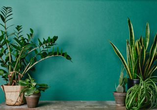 calming plants for anxiety and depression