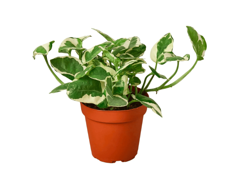plant benefits for mental health, mental health and plants, indoor plants, household plants,