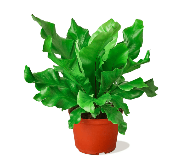 plant benefits for mental health, mental health and plants, indoor plants, household plants,