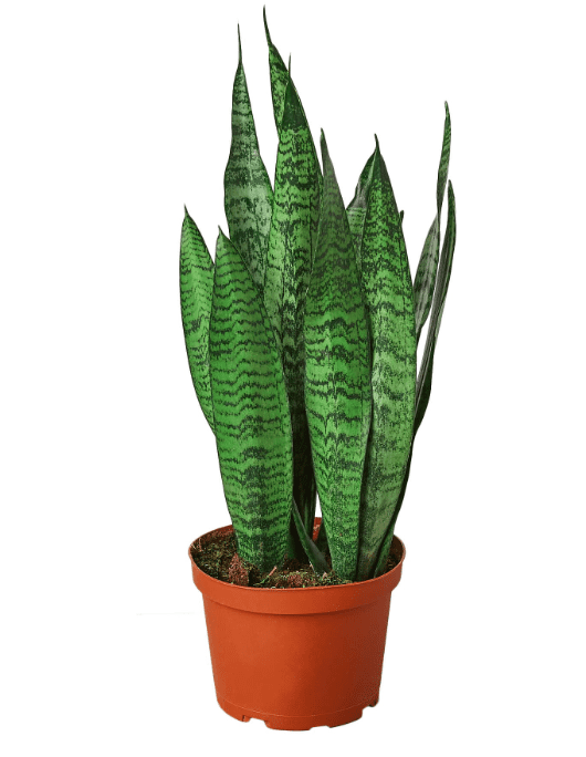 plant benefits for mental health, mental health and plants, indoor plants, household plants,