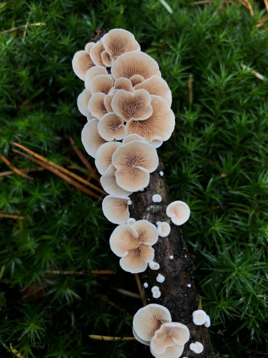 mushrooms for anxiety, anxiety mushrooms