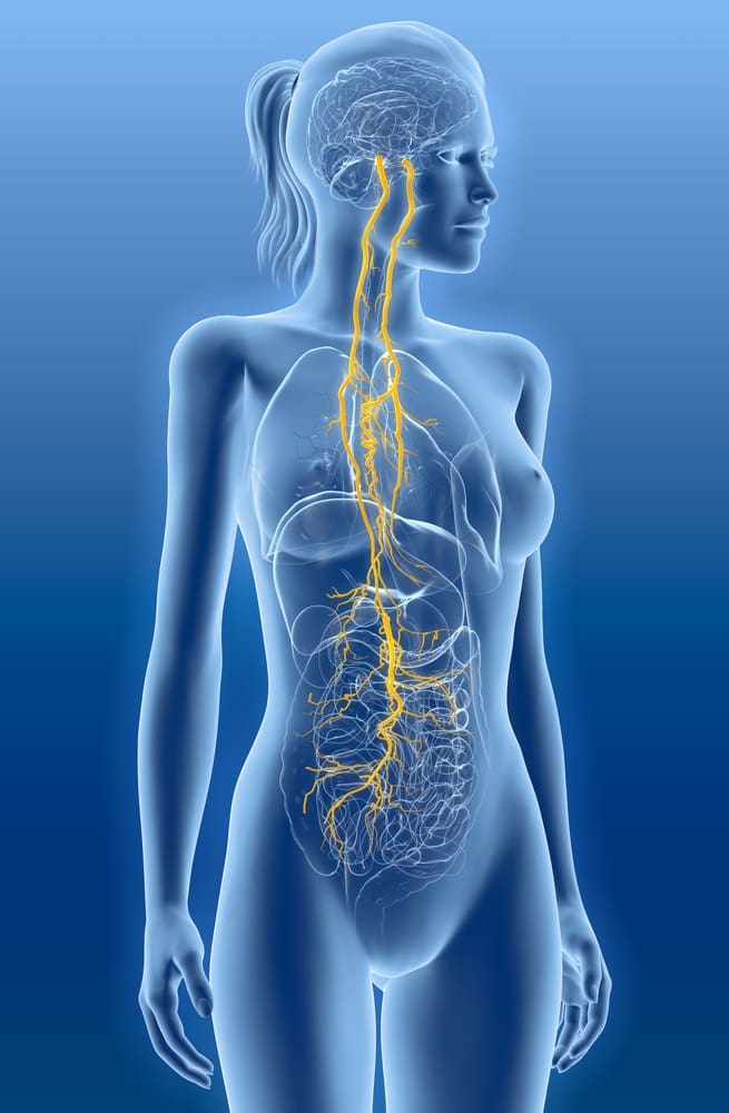 Diagram of vagus nerve location and natural anxiety relief techniques like breathing, probiotics, and fidget rings