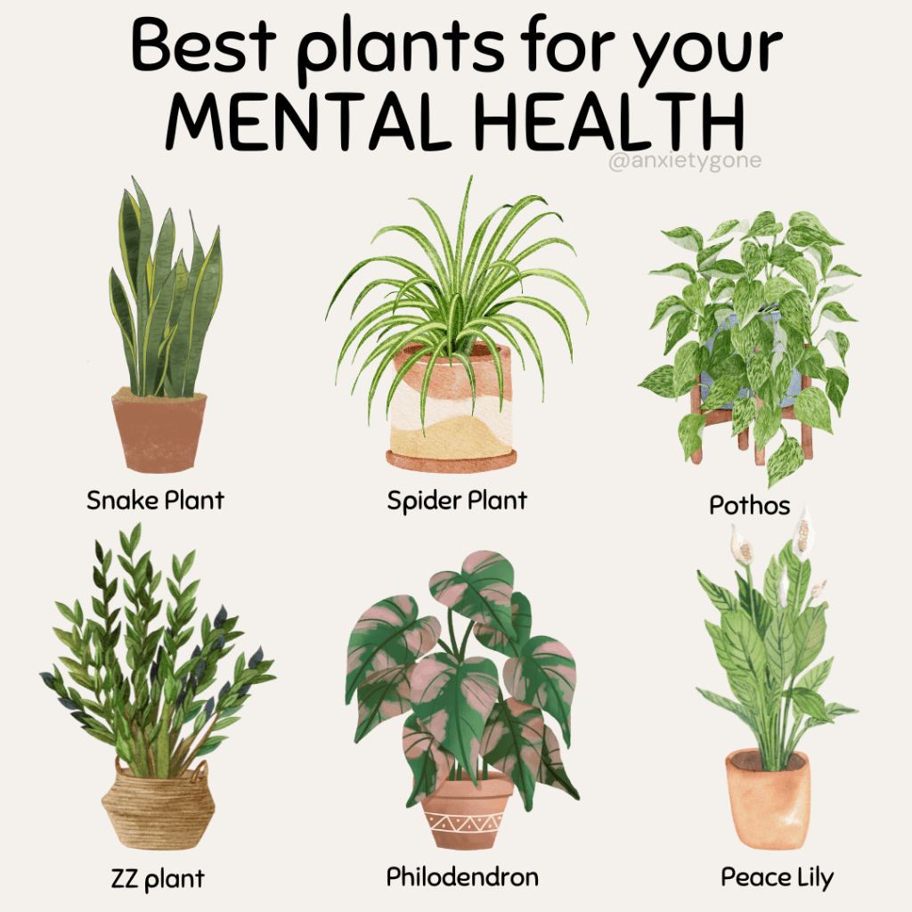 plants for anxiety, plants for health