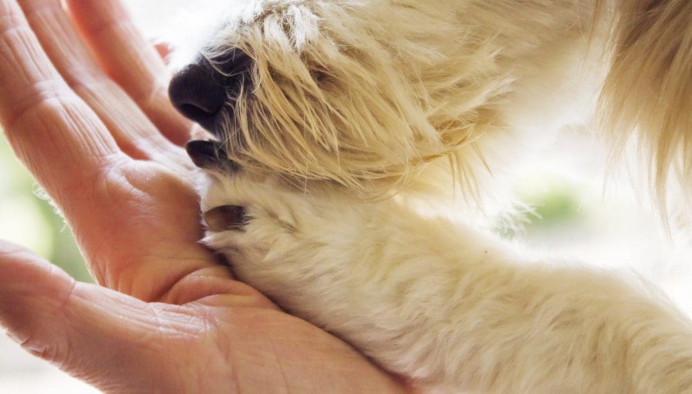 woman holding a white puppy's paw for dog therapy services