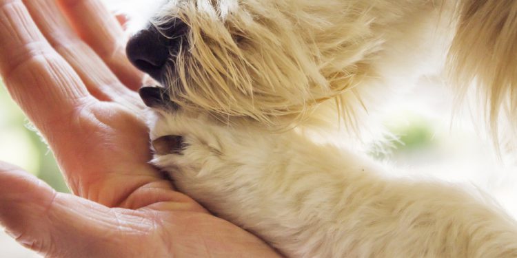 woman holding a white puppy's paw for dog therapy services