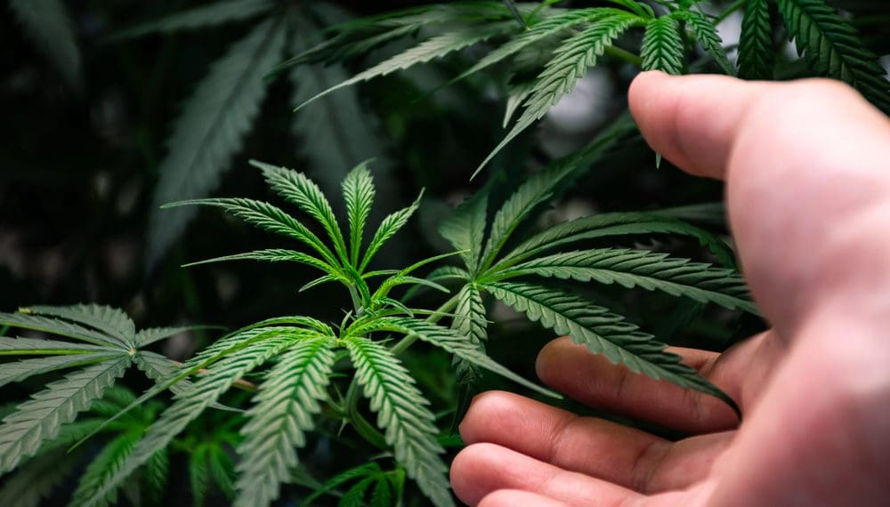 A selection of the best cannabis strains for anxiety relief, featuring calming buds, natural stress relief options, and relaxation-focused varieties for mental wellness.