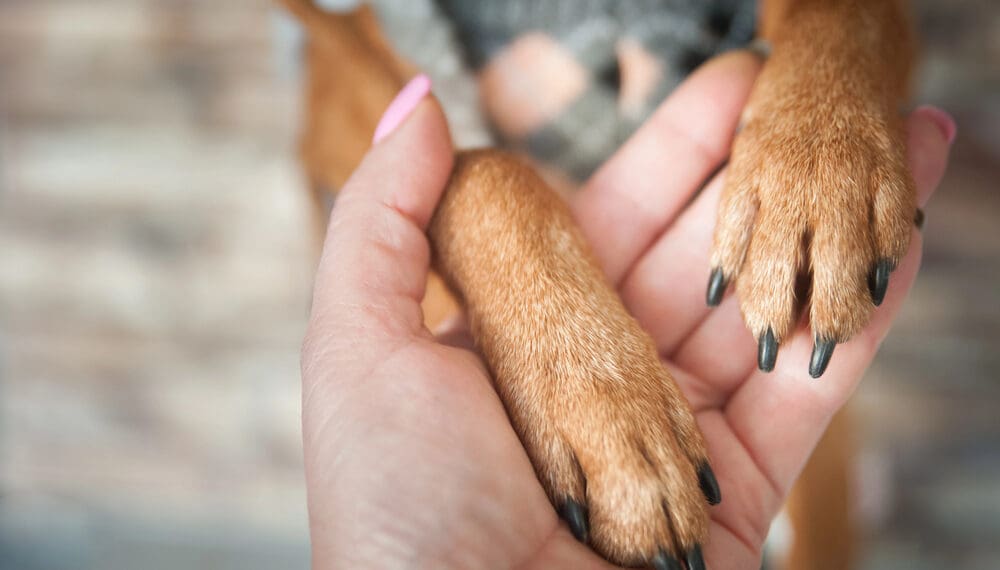 Person cuddling emotional support animal at home, showing the mental health benefits of ESAs for anxiety, depression, and emotional wellness support.